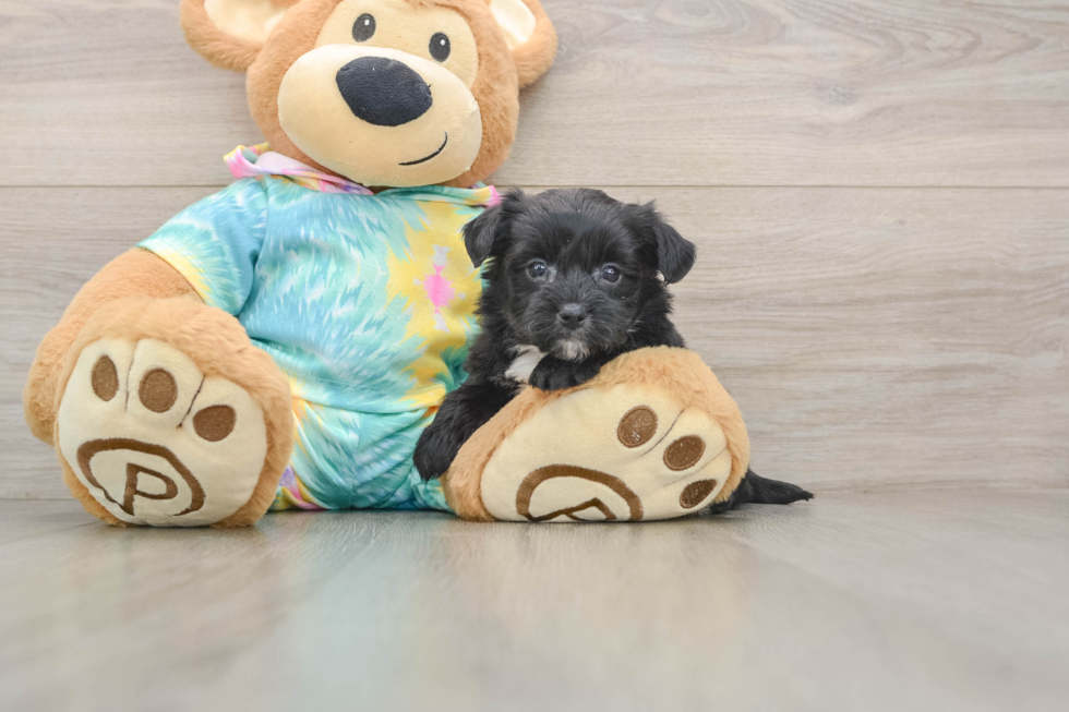Friendly Yorkie Chon Baby