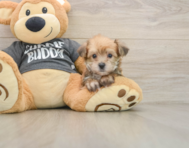 7 week old Yorkie Chon Puppy For Sale - Windy City Pups