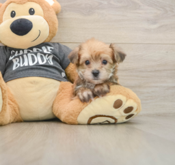 6 week old Yorkie Chon Puppy For Sale - Windy City Pups