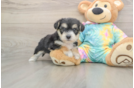 Yorkie Chon Pup Being Cute