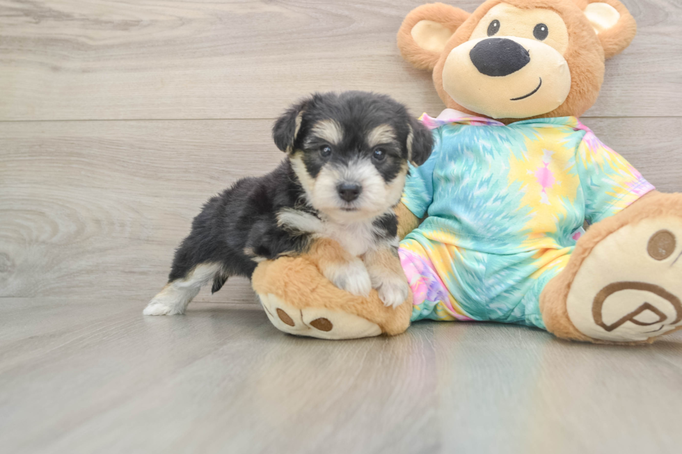 Yorkie Chon Pup Being Cute