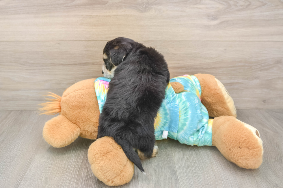 Yorkie Chon Pup Being Cute