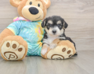 6 week old Yorkie Chon Puppy For Sale - Windy City Pups