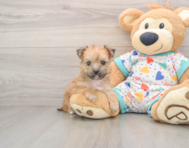 5 week old Yorkie Chon Puppy For Sale - Windy City Pups