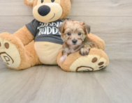 7 week old Yorkie Chon Puppy For Sale - Windy City Pups