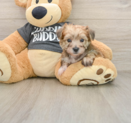 6 week old Yorkie Chon Puppy For Sale - Windy City Pups