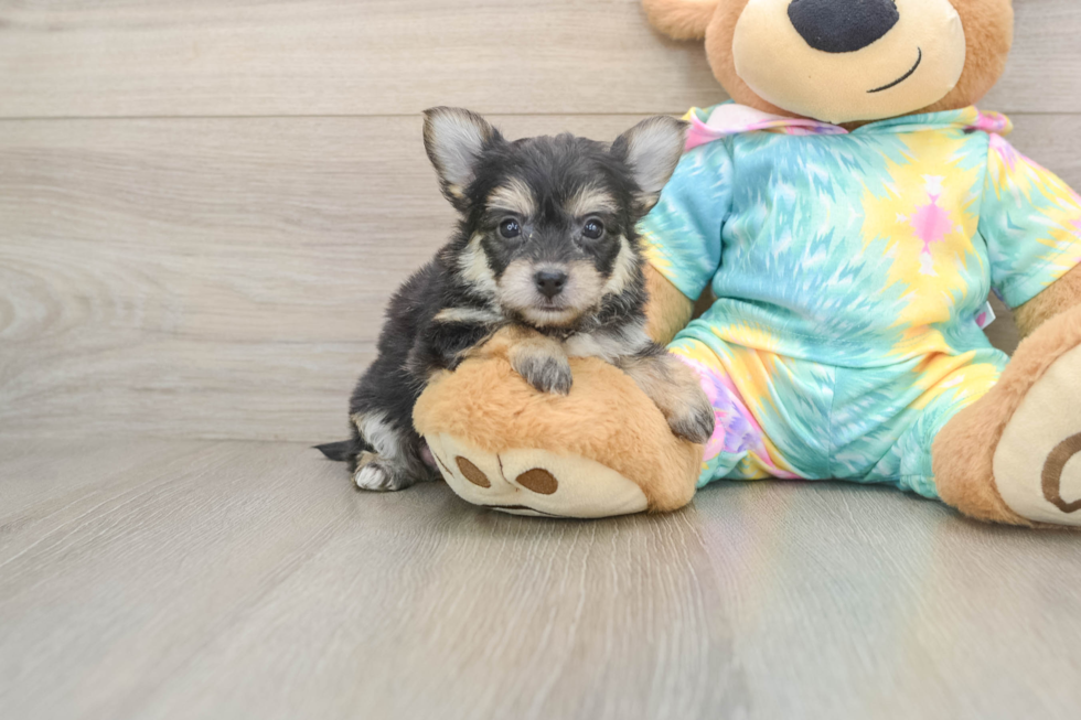 Yorkie Chon Puppy for Adoption