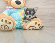 5 week old Yorkie Chon Puppy For Sale - Windy City Pups