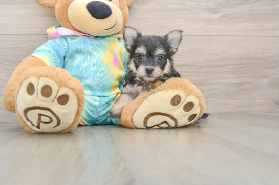 Energetic Yorkichon Designer Puppy