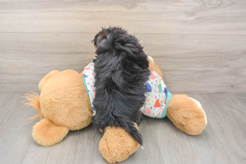Petite Yorkie Chon Designer Pup