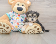 5 week old Yorkie Chon Puppy For Sale - Windy City Pups