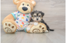 Playful Yo Chon Designer Puppy