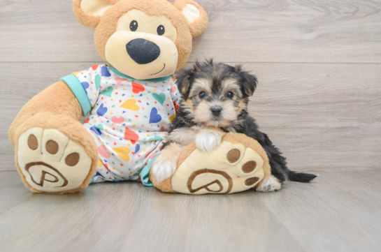 Playful Yo Chon Designer Puppy