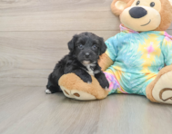 6 week old Yorkie Chon Puppy For Sale - Windy City Pups