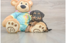 Yorkie Poo Puppy for Adoption