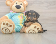 5 week old Yorkie Poo Puppy For Sale - Windy City Pups 5 week old Yorkie Poo Puppy For Sale - Windy City Pups