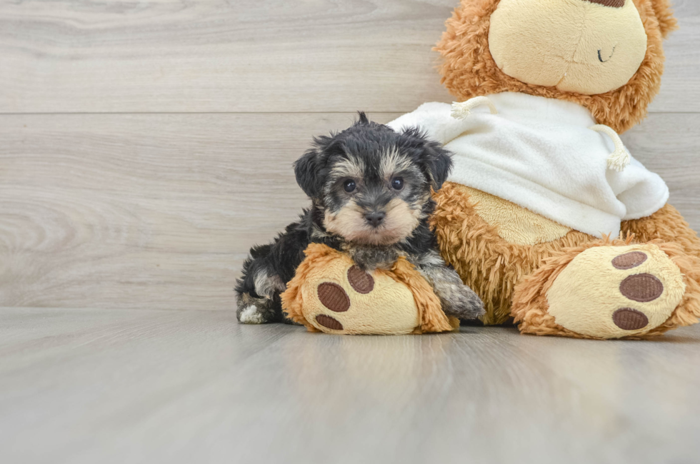 6 week old Yorkie Poo Puppy For Sale - Windy City Pups