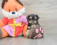 6 week old Yorkie Poo Puppy For Sale - Windy City Pups