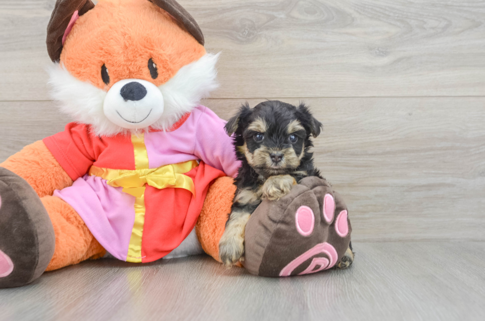 6 week old Yorkie Poo Puppy For Sale - Windy City Pups