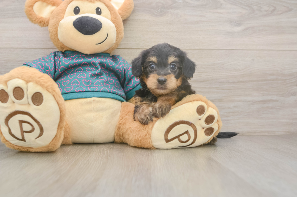 5 week old Yorkie Poo Puppy For Sale - Windy City Pups