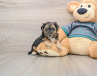 7 week old Yorkie Poo Puppy For Sale - Windy City Pups