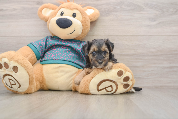 Best Yorkie Poo Baby