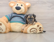 9 week old Yorkie Poo Puppy For Sale - Windy City Pups