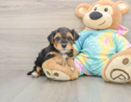 8 week old Yorkie Poo Puppy For Sale - Windy City Pups