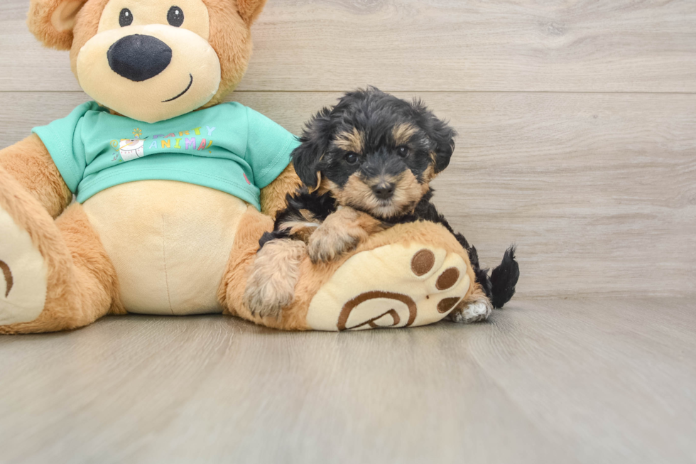 Yorkie Poo Puppy for Adoption