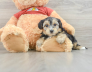 7 week old Yorkie Poo Puppy For Sale - Windy City Pups