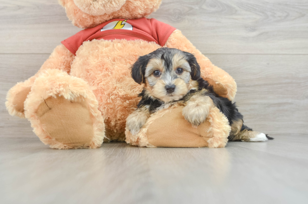 6 week old Yorkie Poo Puppy For Sale - Windy City Pups