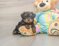 6 week old Yorkie Poo Puppy For Sale - Windy City Pups