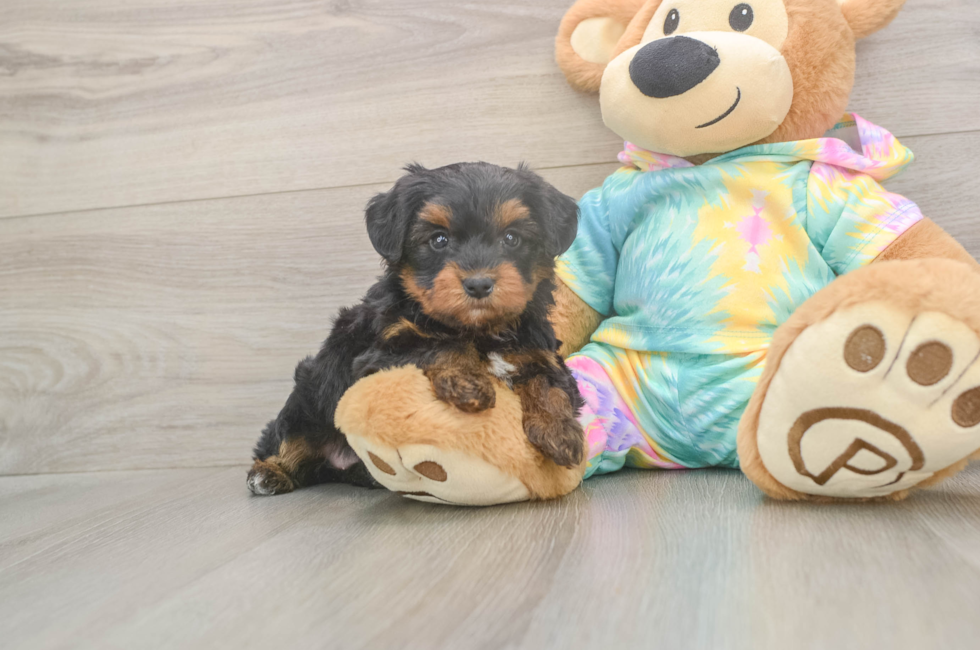 5 week old Yorkie Poo Puppy For Sale - Windy City Pups