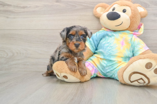 Happy Yorkie Poo Baby