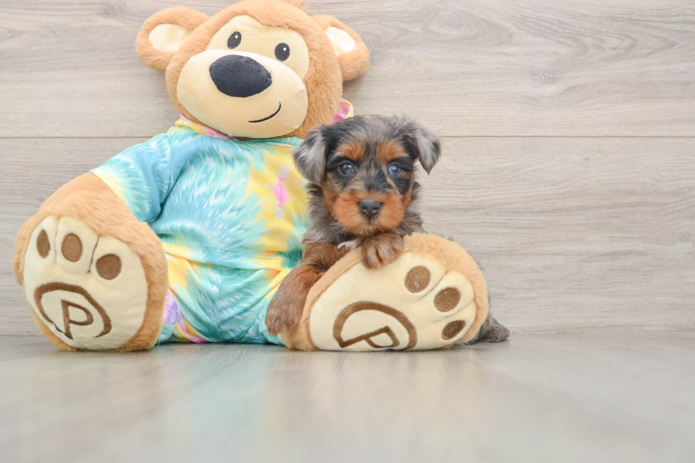Yorkie Poo Puppy for Adoption