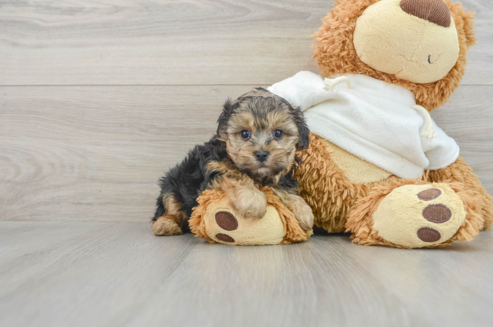 6 week old Yorkie Poo Puppy For Sale - Windy City Pups