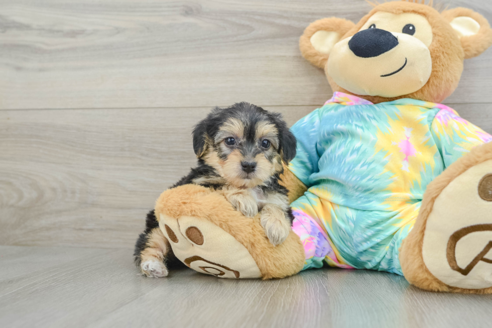 Yorkie Poo Pup Being Cute