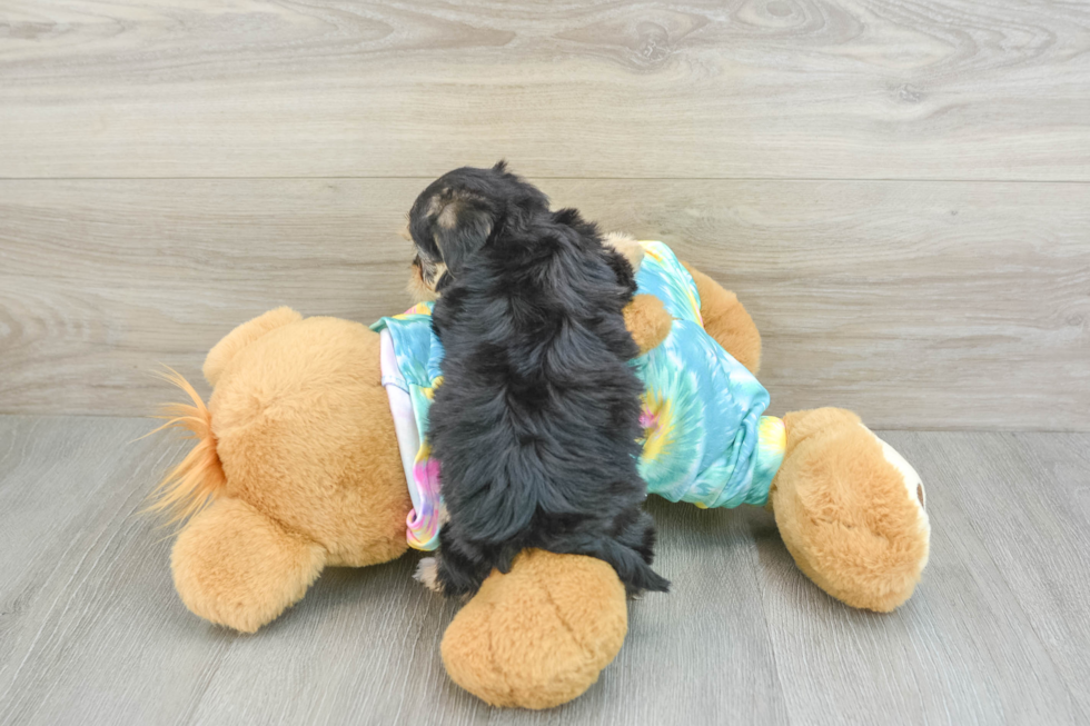 Hypoallergenic Yorkie Doodle Poodle Mix Puppy