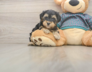 8 week old Yorkie Poo Puppy For Sale - Windy City Pups