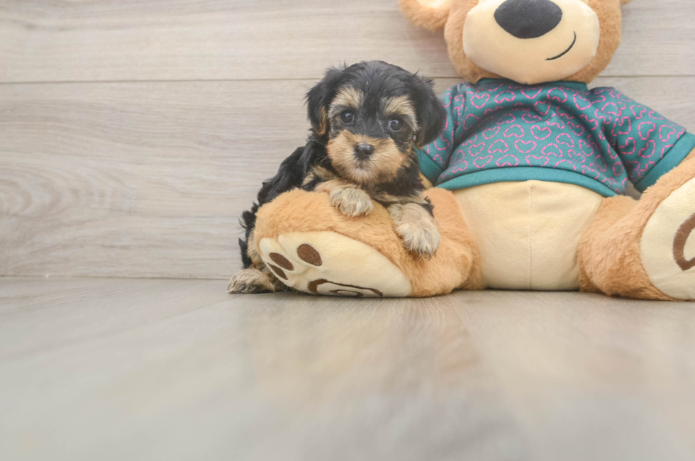 6 week old Yorkie Poo Puppy For Sale - Windy City Pups
