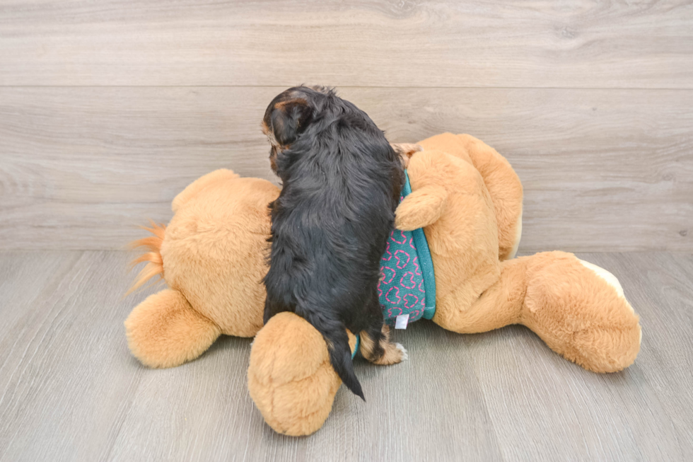 Yorkie Poo Puppy for Adoption