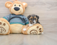 9 week old Yorkie Poo Puppy For Sale - Windy City Pups