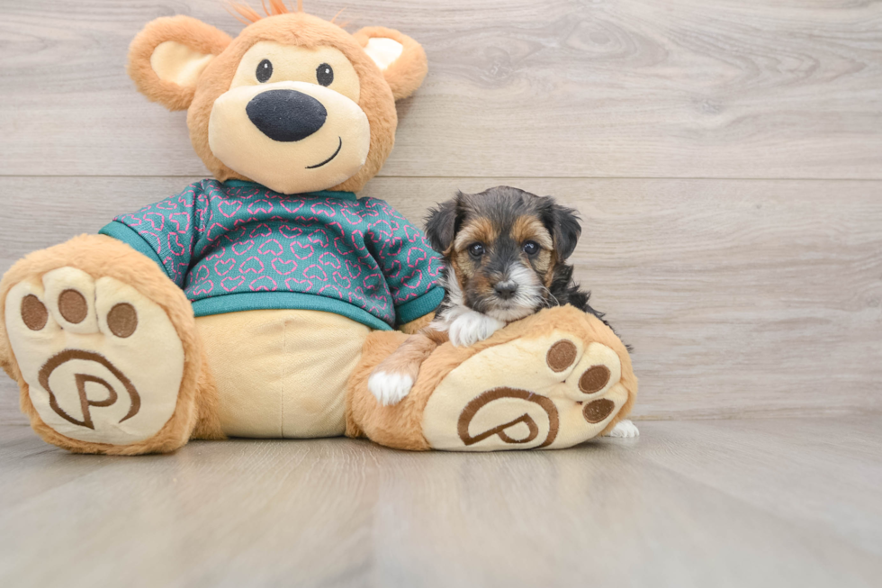 Small Yorkie Poo Baby