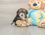 8 week old Yorkie Poo Puppy For Sale - Windy City Pups