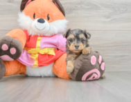 8 week old Yorkie Poo Puppy For Sale - Windy City Pups