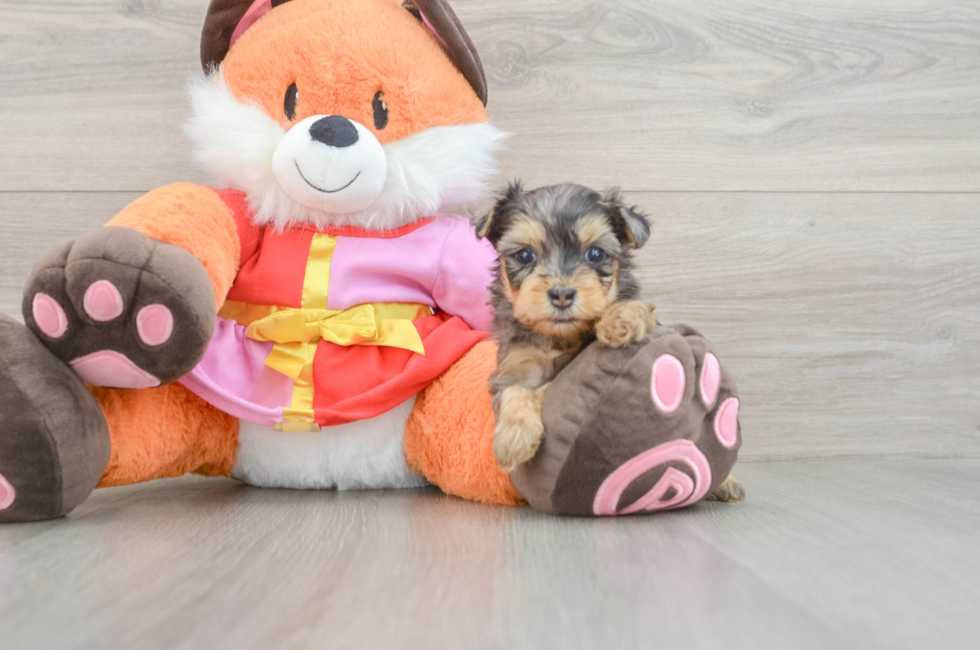 6 week old Yorkie Poo Puppy For Sale - Windy City Pups