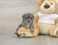 7 week old Yorkie Poo Puppy For Sale - Windy City Pups