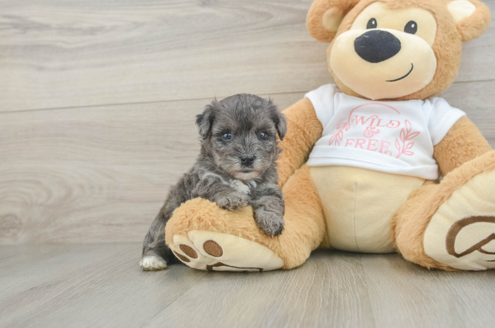 6 week old Yorkie Poo Puppy For Sale - Windy City Pups