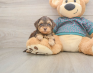 7 week old Yorkie Poo Puppy For Sale - Windy City Pups