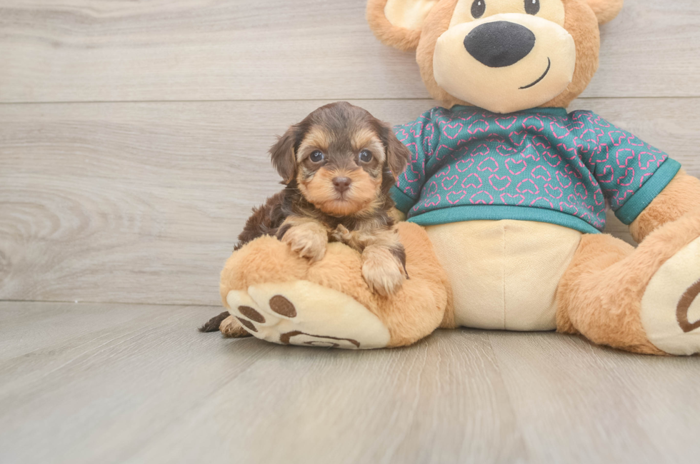 6 week old Yorkie Poo Puppy For Sale - Windy City Pups